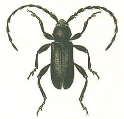 Вусач-булавоніг рогатий (Ropalopus clavipes (Fabricius, 1775)