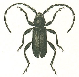 Ropalopus clavipes