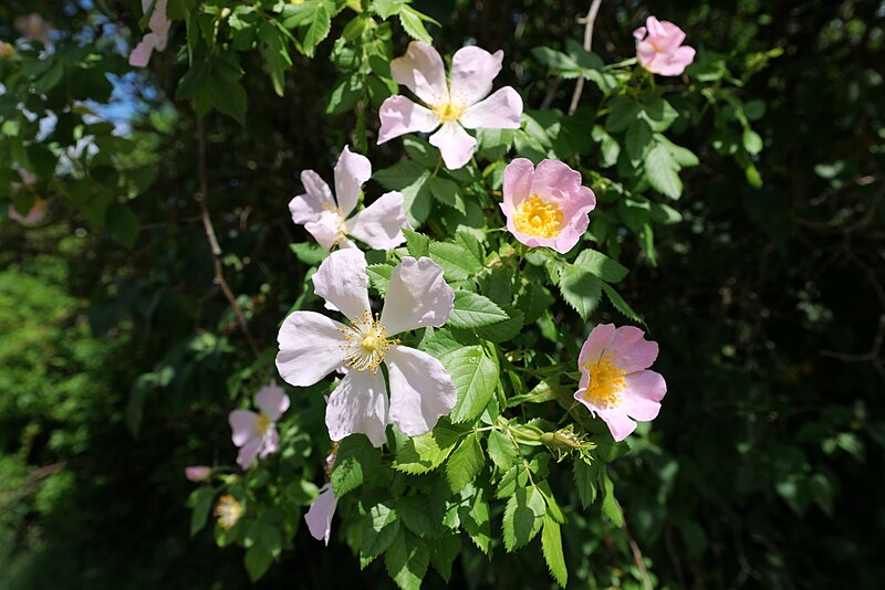 File:Rosa canina in Glindow 2022-05-25 02.jpg