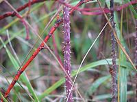 Rosa maialis 23092011.jpg