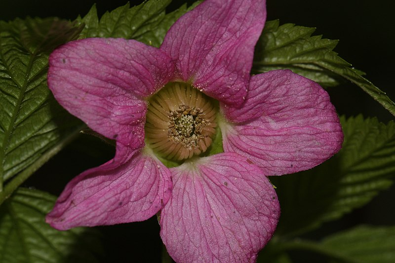 File:Rubus spectabilis 2534.JPG