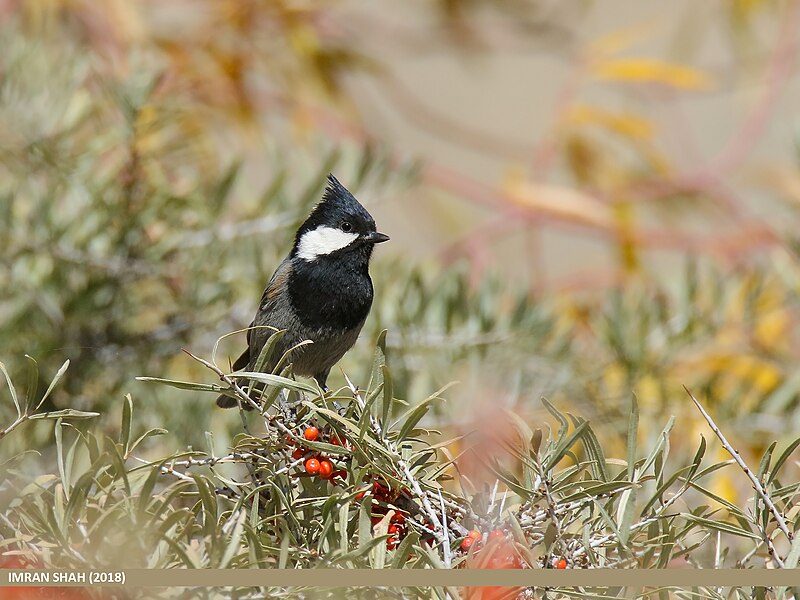 File:Rufous-naped Tit (Periparus rufonuchalis) (43867466800).jpg