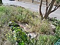 wikimedia_commons=File:Ruins of the San Telmo Aqueduct in Pinares de Olletas.jpg