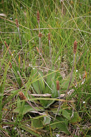 <i>Plantago udicola</i> Species of flowering plant in the plantain family Plantaginaceae