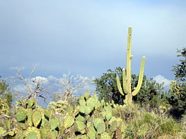 Saguaro National Park Saguaro Landscape 9876.jpg