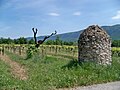 Miniatuur voor Bestand:Saint Martin de Castillon - Vignes.JPG