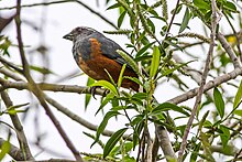 Saltator rufiventris - Rufous belly saltator.jpg