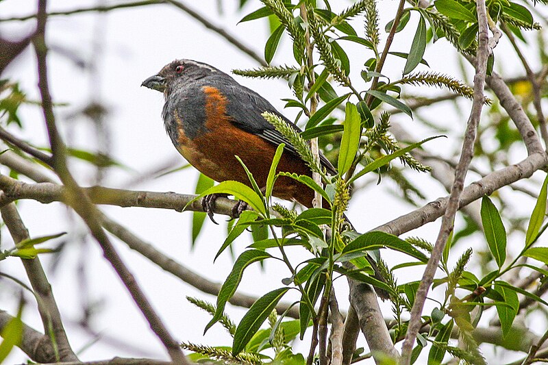 File:Saltator rufiventris - Rufous-bellied saltator.jpg