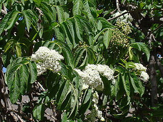 <i>Sambucus peruviana</i> Species of plant