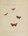 Sammlung europaischer Schmetterlinge. III. Bombyces - Spinner Plate 56.jpg
