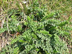 Sanguisorba minor.JPG