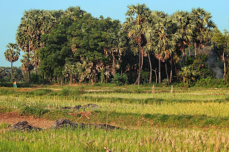 File:Sawah dan Lontar - panoramio.jpg