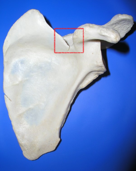 File:Scapula ant - Suprascapular notch.png