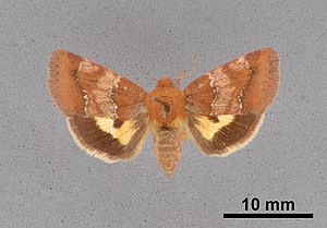 Schinia scissoides MEM362990.jpg