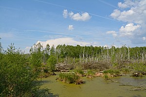 Schleswig-Holstein, Hasenmoor, FFH-Gebiet Hasenmoor NIK 0767.JPG