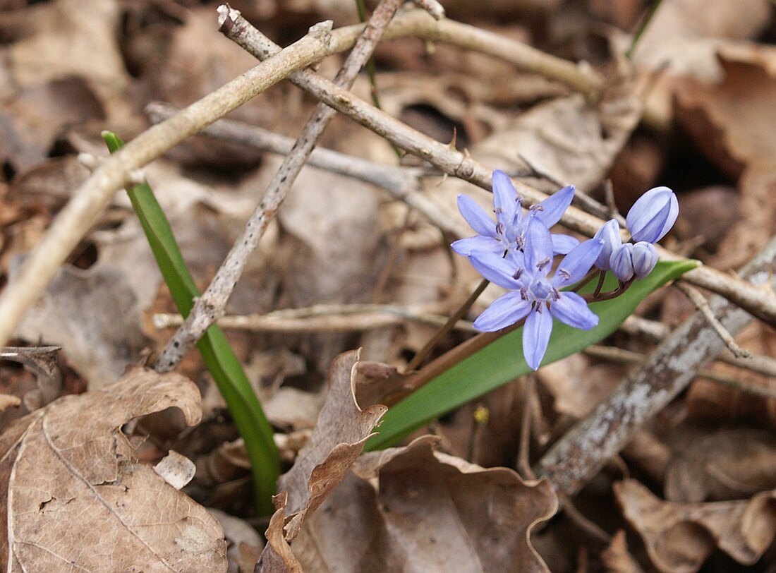 Scilla (botânica)