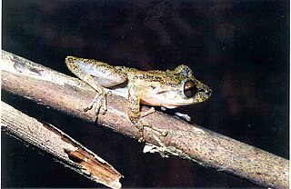<i>Ololygon longilinea</i> Species of frog