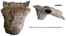 Fossilized cranium in multiple views of the Late Cretaceous armored dinosaur Scolosaurus Scolosaurus.tif