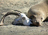 A feral goat skull next to a sea lion