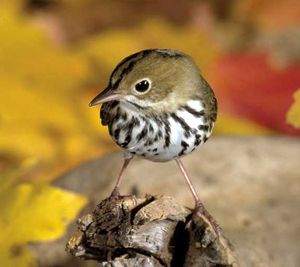 Wood Warbler (Seiurus aurocapilla)