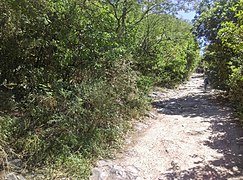 Sendero en el Cerro de la Silla III.