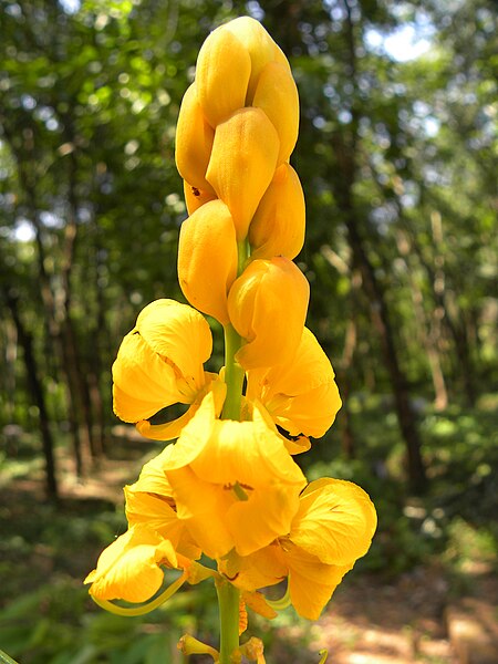 File:Senna alata 01.jpg