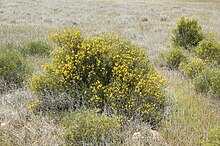 Habit near Euabalong, New South Wales Senna circinnata habit.jpg