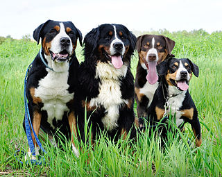 Swiss mountain dog