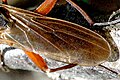 Sepedon sphegea, wing detail