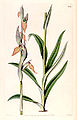 Serapias cordigera plate 1189 in: The Botanical Register (Orchidaceae), vol. 14, (1828)