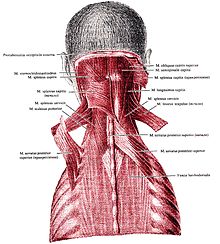 Serratus posterior superior.jpg