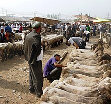 Shorn sheep for sale, Kashgar market, 2011 Shorn sheep for sale. Kashgar market.jpg