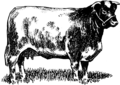 Shorthorn (PSF).png