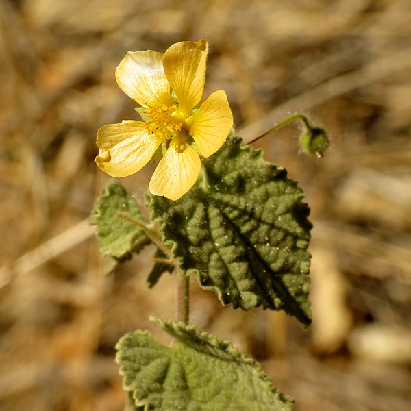 File:Shrubby Indian Mallow - Flickr - treegrow (2).jpg