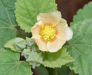 Sida cordifolia (Bala) in Hyderabad, AP W IMG 9420.jpg