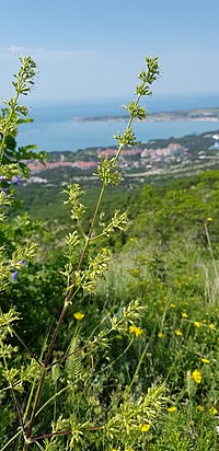 Silene densiflora 39212020.jpg