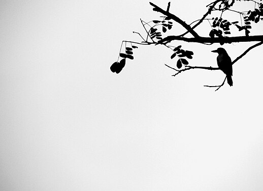 Silhouette Bird on branch