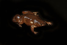 Silurana epitropicalis - Cameroon Clawed frog3.jpg