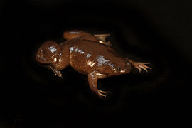 Silurana epitropicalis - Kamerun Pençeli frog3.jpg