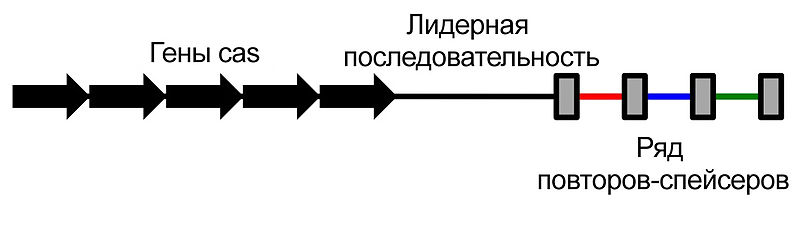 File:SimpleCRISPR - ru.jpg