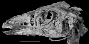 Skull of Sinornithomimus dongi