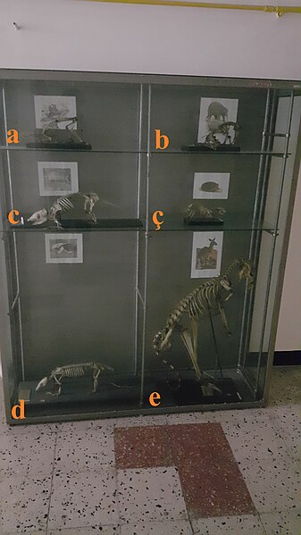 File:Skeleton shelves in Animal biology branch of Faculty of Biology of UAIC(skeleton abcçde).jpg