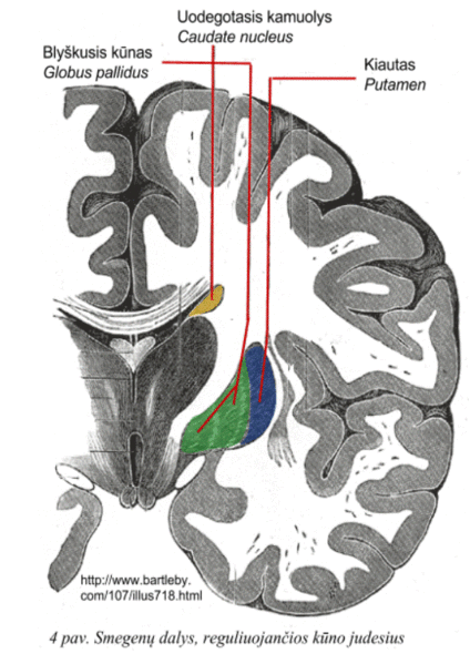 File:Smegenų dalys, reguliuojančios kūno judesius.gif