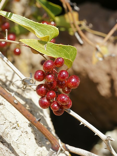 File:Smilax aspera (fruits).jpg