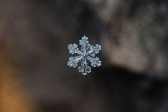 Płatek śniegu zawieszony na nici pajęczej Autor: Adrian Tync
