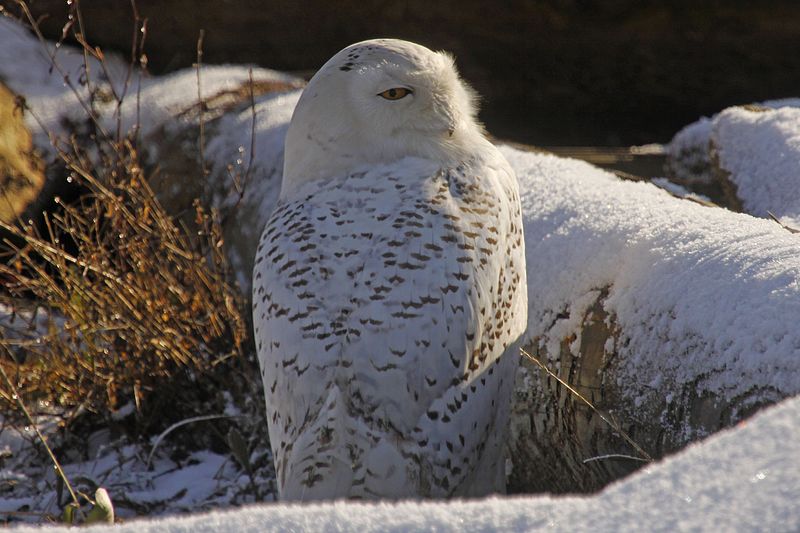 File:Snowy Owl - Bubo scandiacus, Boundary Bay, British Columbia.jpg