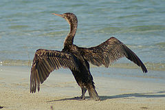 Sokotra kormorano