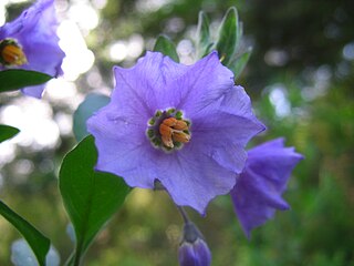 <i>Solanum xanti</i> Species of plant