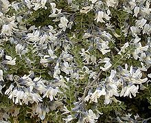 Sophora davidii 2.jpg