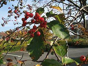 Scandosorbus Intermedia